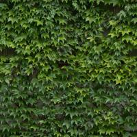 photo texture of ivy seamless 0005
